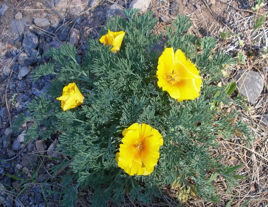 The Canarian California Poppy