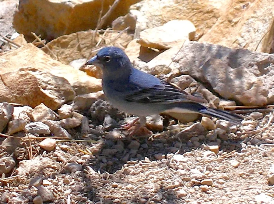 Blue Chaffinches in Tenerife